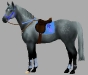 dapple-grey-horse-in-blue-tack